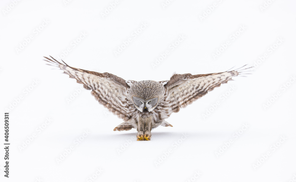 Fototapeta premium CARABO LAPON - GREAT GREY OWL (Strix nebulosa)