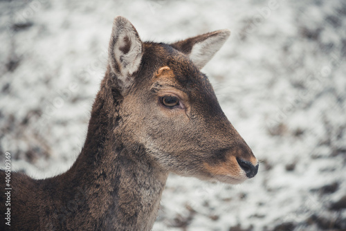 Close up portrait of a female deer.