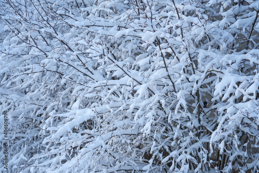 Branches of bushes in the snow as a natural background.