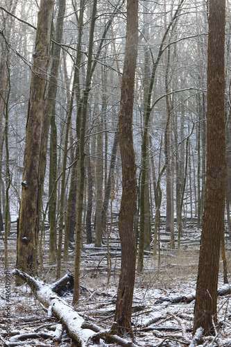 Snow fall in the daytime forest