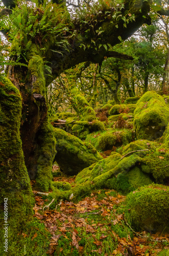 Sessile oaks and moss in Wistman`s Wood in Cornwall, England, UK, United Kingdom photo
