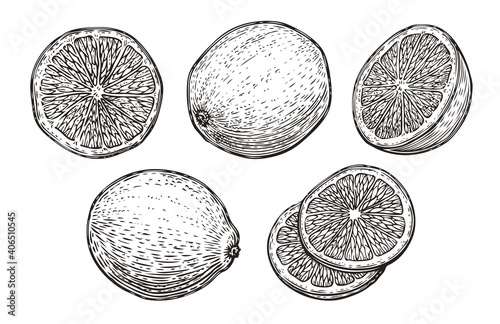Hand drawn lime or lemon set. Fruit citrus sketch vector