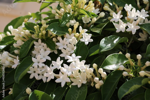 White buds and flowersof  Madagascar jasmine, Malta photo