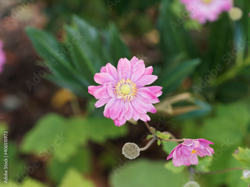 Anemone hupehensis var. japonica ‘Pamina’ ou Anemone hybrida ‘Pamina’. Anémones du japon hybrides à fleurs doubles roses photo