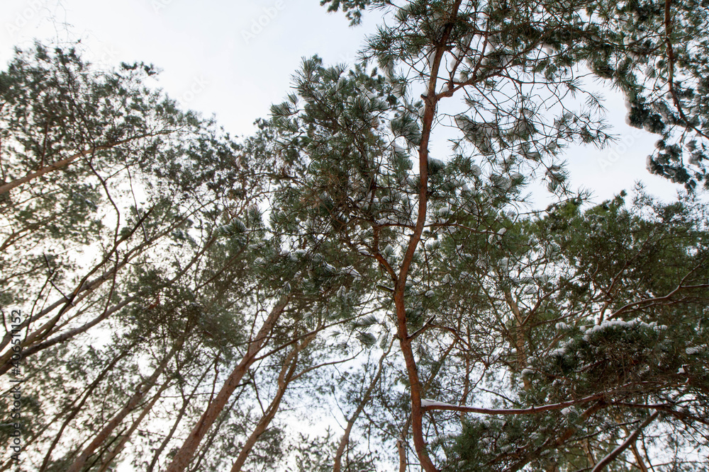 Obraz premium Pine forest seen upwards against the sky in winter, with some snow on the branches