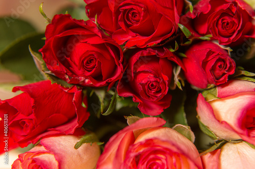 Red roses for the holiday on a dark background  Valentine s Day  March 8.