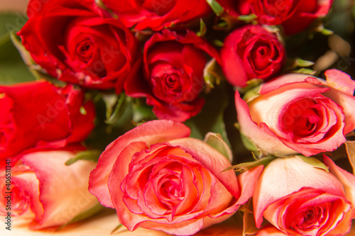 Red roses for the holiday on a dark background  Valentine s Day  March 8.