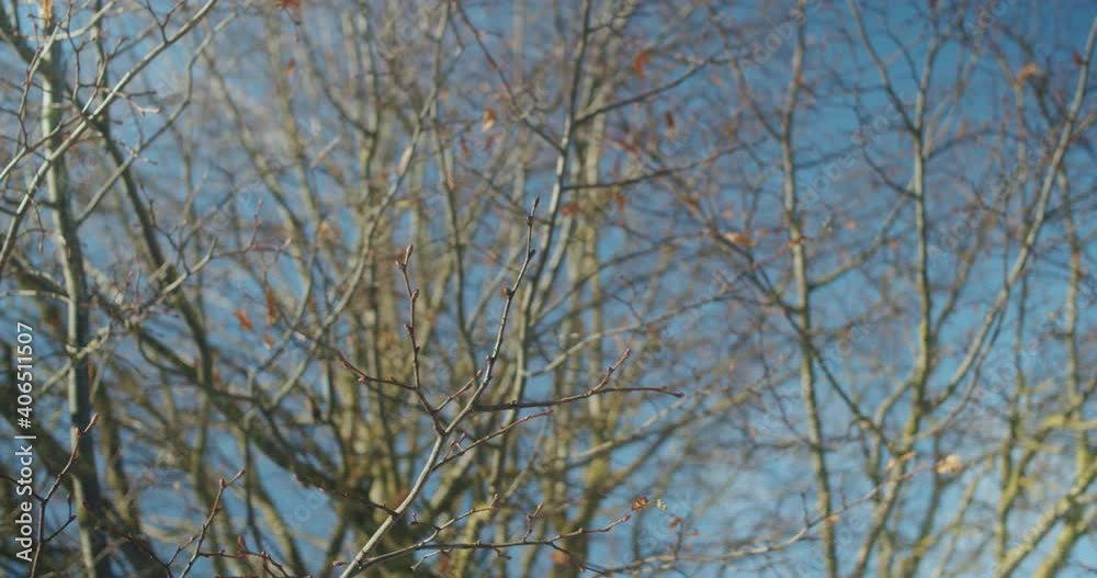 Medium shot of a tree in the winter. Branches in the front in focus, background out of focus. Blue sky with no clouds. Camera slowly moving. Medium shot of a tree in the winter. Branches in the front in focus, background out of focus. Blue sky with no clouds. Camera slowly moving.
