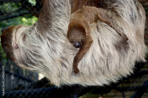 Two-toed sloth baby on the mother belly