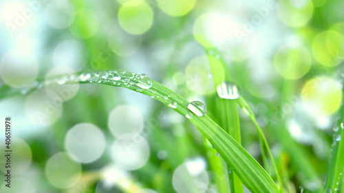 green grass with wet water drops background in sunlight in the morning, raindrops on grass leaves blades in spring season, new grass with early dew closeup