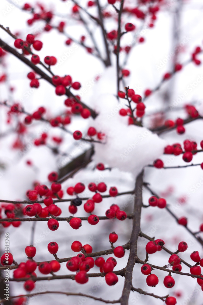 Bush with round red berries in the snow, background. Cotoneaster horizontalis