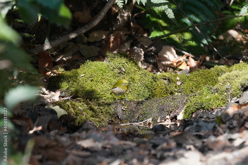 white eye on the moss white eye on the moss