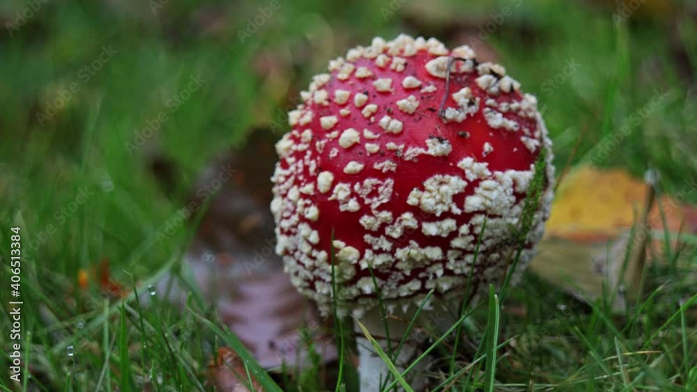 Amanita Muscaria, Color full Read And White Fly Amanita. Panning Left Shoot In 4K Amanita Muscaria, Color full Read And White Fly Amanita. Panning Left Shoot In 4K