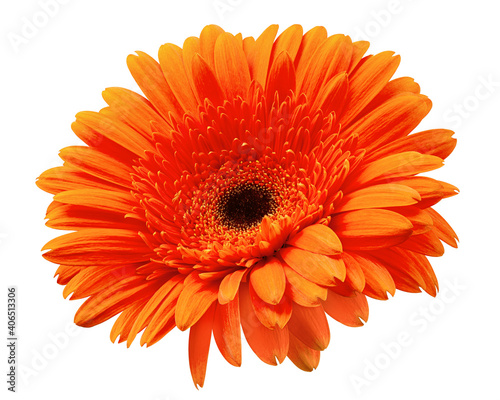 Gerbera  daisy flower  isolated on white background  clipping path  full depth of field