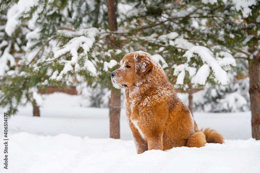 A ginger dog of the Tibetan Mastiff breed sits in the snow and looks to the side. Winter forest in the background