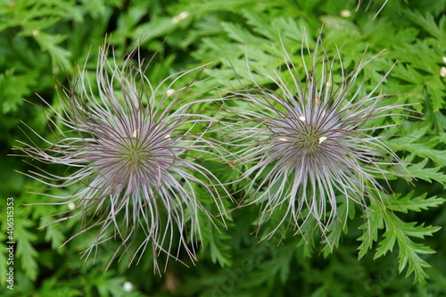 Flower that resembles hairballs in Iceland