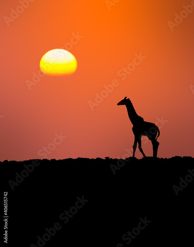 Giraffe & sunset silhouette in Kenya, Africa 