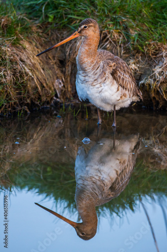 Uferschnepfe (Limosa limosa) mit Spiegelbild photo