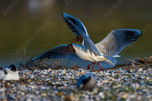 Lachmöwen (Larus ridibundus) photo