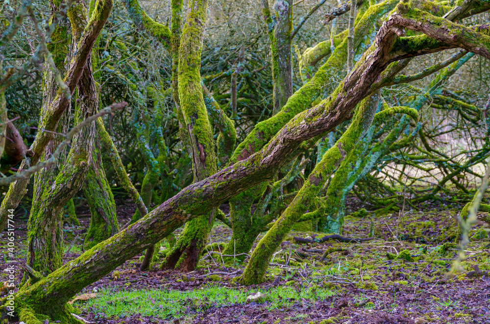 luminous bright green lichen covered trees from an eerie movie set luminous bright green lichen covered trees from an eerie movie set