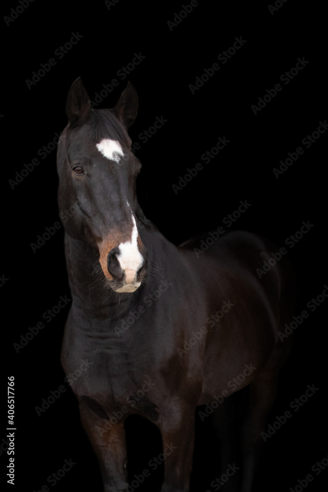 Fototapeta premium Pferdeportrait