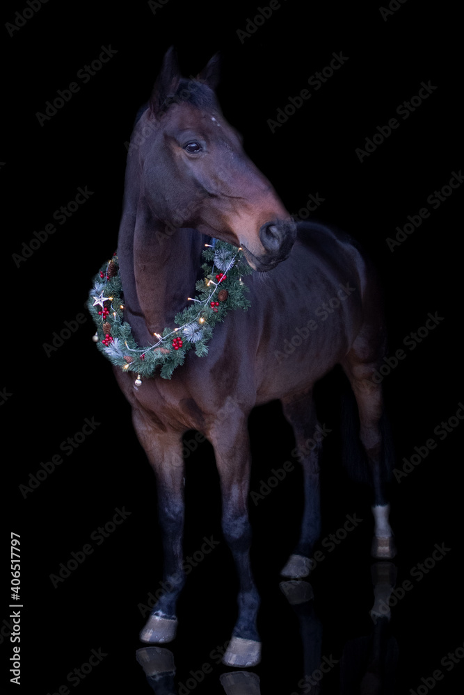 Weihnachtsbild Pferdeportrait