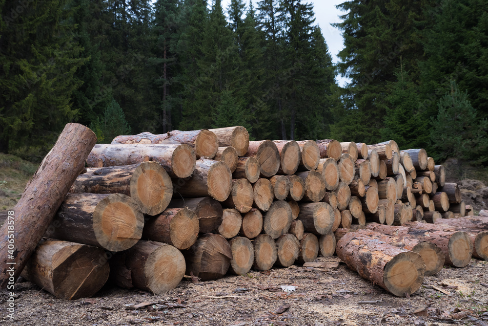 Forest clearing of dead trees, destroyed by bark beetle. Ecological problem. Forest clearing of dead trees, destroyed by bark beetle. Ecological problem.