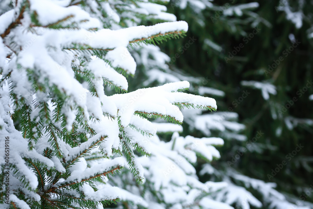 Green spruce branches covered with fresh white snow. Copy space background