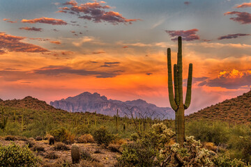 Fototapete Arizona Sonnenuntergang in der Sonora-Wüste  © brent coulter