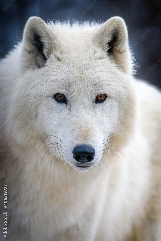 Close up white arctic wolf looking on camera
