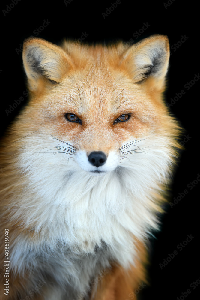 Fototapeta premium Close up view red fox. Wild animal isolated on a black background