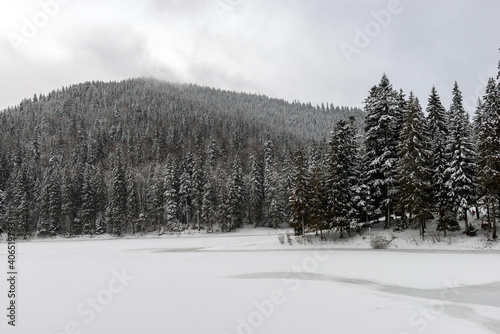 Winter fir and pine forest covered with snow after strong snowfall