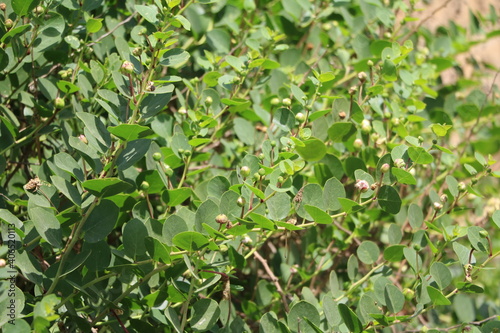 Buds of capparis spinosa, Malta © ClaraNila