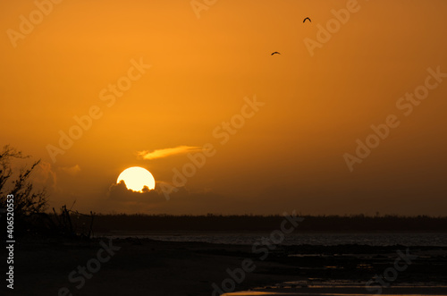 Clear golden sky at sunset showing birds flying in the sky and the sun setting behind the sea