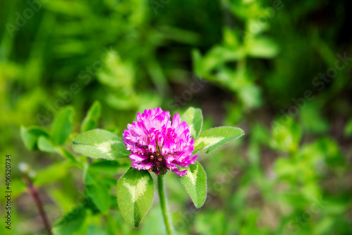 close-up of a purple flower from a clover