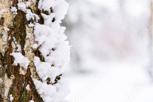 Birch trunk covered with snow. Tree bark in snow. Winter in the forest.