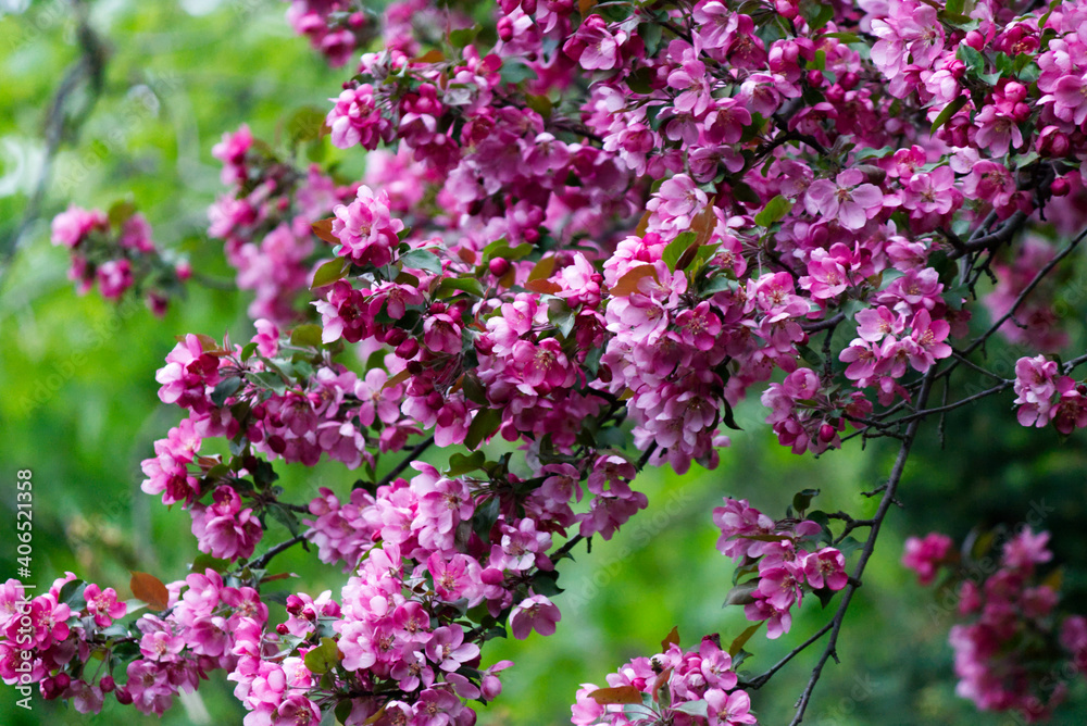 Close up of pink flowers in the garden with green leaves in the background