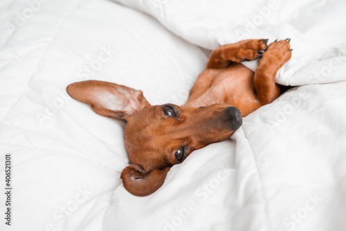 dachshund lies in the bed. white cotton blanket, space for text