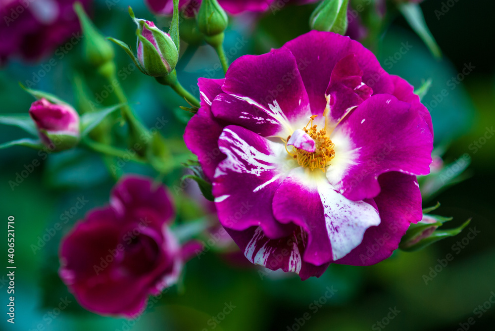 Purple Splash roses (Oh Wow! Carruth, USA 2009) purple flowers speckled and striped with white Purple Splash roses (Oh Wow! Carruth, USA 2009) purple flowers speckled and striped with white