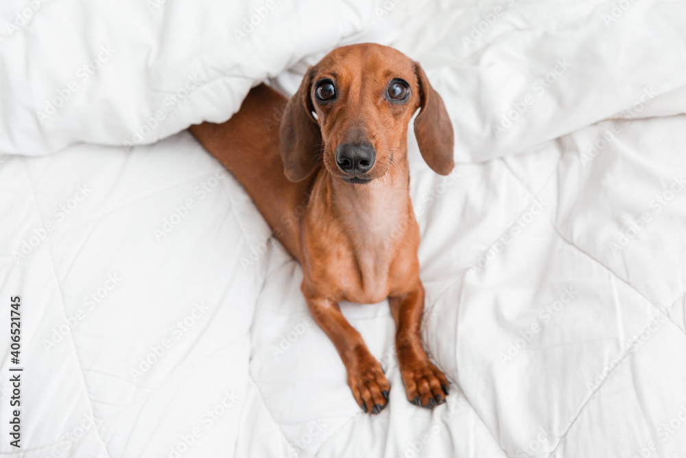 dachshund lies in the bed. white cotton blanket, space for text