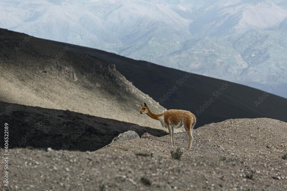 beautiful vicuñas in the chimborazo beautiful vicuñas in the chimborazo