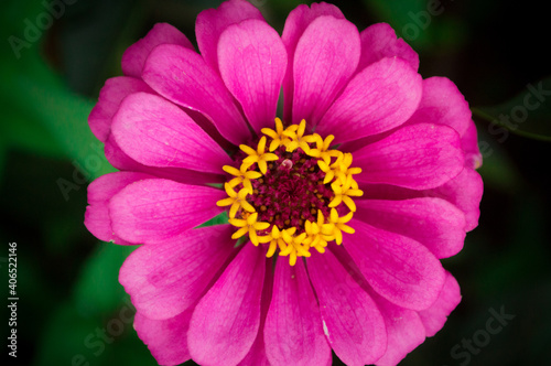 close up of a pink flower