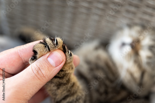 Close-up detail person owner holding small cute fluffy kitten paw with claws in hand. Animal abuse declawing surgical operation procedure. Pet care and love concept. Friendship of people and animal photo