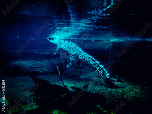 underwater crocodile 