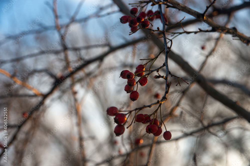 red berries on a snow