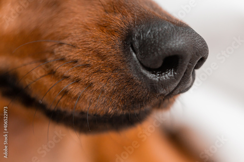 nose dachshund close-up