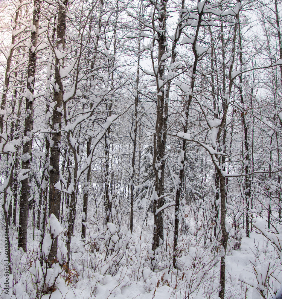 Winter landscape during a heavy snowfall