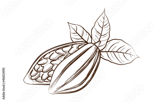Tropical cacao seeds. Hand drawn sketch style.