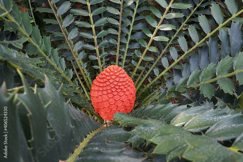 Rare cycad (Encephalartos ferox) with red female cone photo