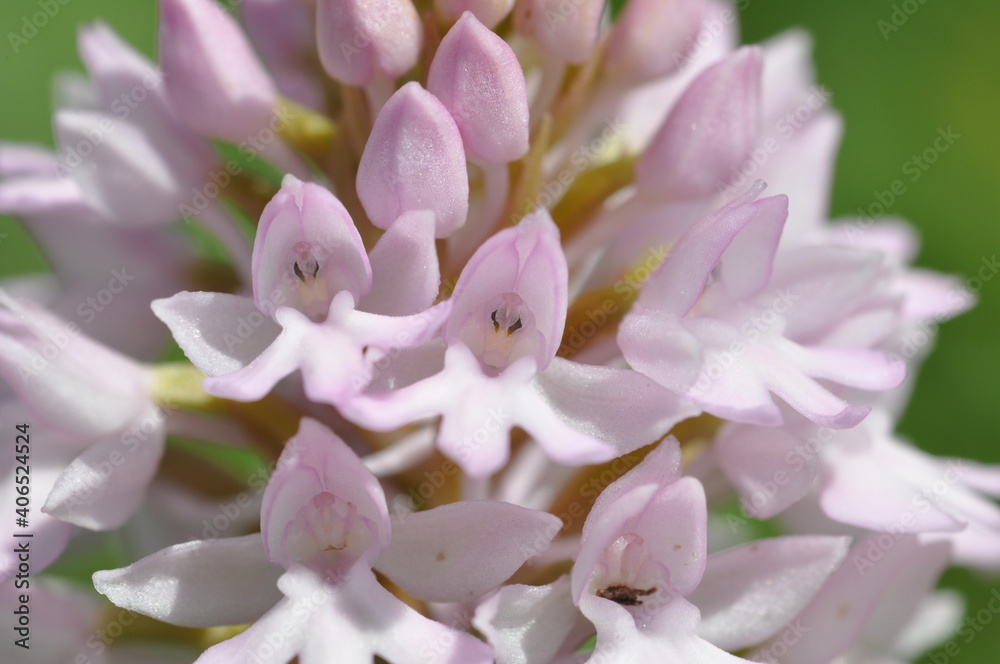 Orchis pyramidal Orchis pyramidal